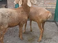 Brebis, Arashan sheep — photo 1