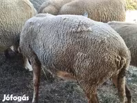 كبش, Ile-de-France sheep — الصورة 6