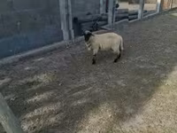 Қошқар, White Suffolk sheep — 1-сурет