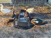 Ducks — Foto 3