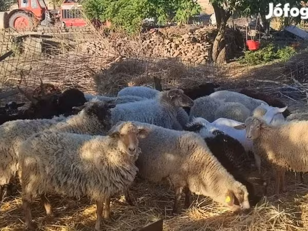 Ovejas (lote, sexo no especificado), Dorper sheep