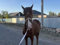 公马, Arabian horse — 照片 4