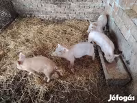Cerdos (lote, sexo no especificado), Cerdos — foto 3