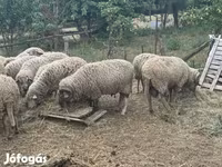 Widder, Merino sheep — Foto 5