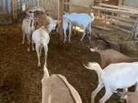 母山羊, Goats — 照片 5