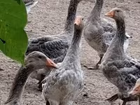 Geese — 照片 3
