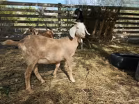 Echki, Nubian Goat — 6-rasm