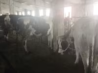 Vache, Race Holstein — photo 2