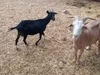 बकरा, बकरियाँ — फ़ोटो 4