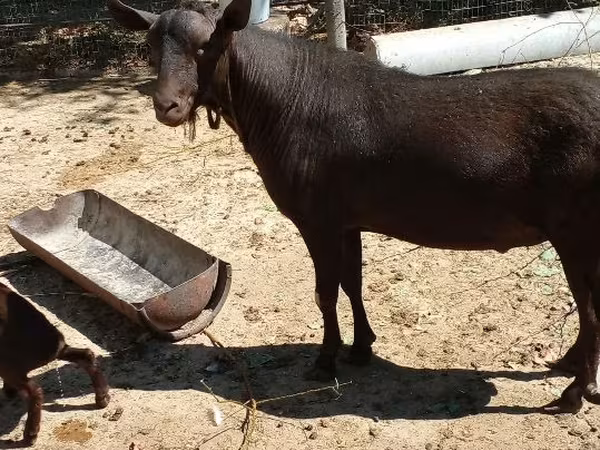 Jarac, Murcia-Granada goats