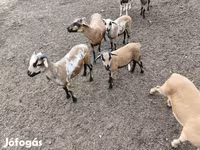 Ovan, Cameroon sheep — fotografija 5