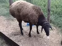 Ram, Hissar sheep — photo 3