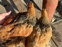 Brahma — foto 6