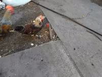 Chickens — fotografija 2