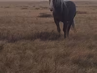 Koń, Altai horse — zdjęcie 5