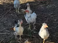 Seidenhuhn — Foto 4