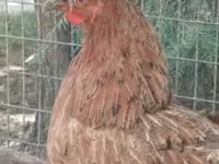 Chickens — Foto 4