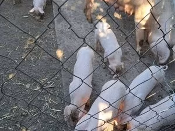 Truie, Porcs — Hongrie