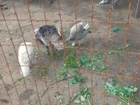 Geese — Foto 3