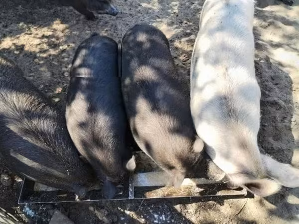 Cho‘chqalar (partiya, jinsi ko‘rsatilmagan), Choʻchqalar
