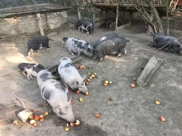 नर सूअर, Вьетнамская вислобрюхая