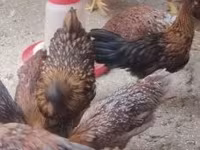 Chickens — Foto 3