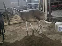 Ovca, Afghan Arabi sheep — fotografija 3