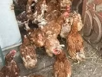 Chickens — 写真 1