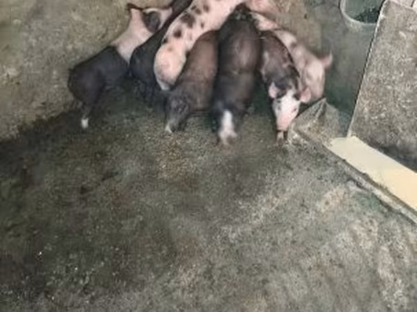 Suínos (lote, sexo não especificado), Porcos — Hungria