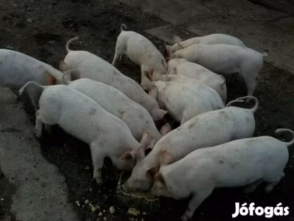 Reprodutor, Porcos — Hungria