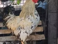 Chickens — photo 2