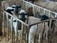 Қой, Dorper sheep — 2-сурет