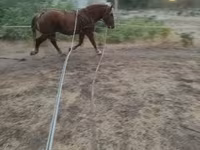 公马, Horses — 照片 3