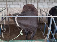 İribuynuzlu mal-qara (partiya, cinsi göstərilməyib), Mal-qara — foto 2