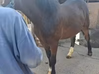 母马, Horses — 照片 5
