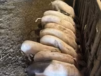 Porcs (lot, sexe non indiqué), Porcs — photo 4