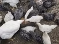 Chickens — zdjęcie 2