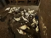 Ducks — الصورة 1