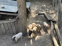 Verro, Вьетнамская вислобрюхая — foto 2