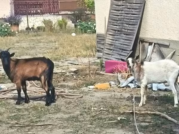 Kozioł, Kozy — Węgry