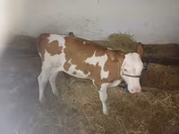 Бұқа, Simmental cattle — 1-сурет