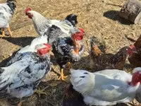 سَسِكس — الصورة 3