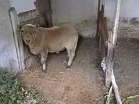 Ovan, Merino sheep — fotografija 4