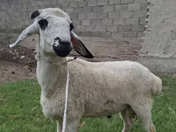 मेढ़ा, Blackheaded Persian sheep