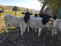 雄羊, Dorper sheep — 写真 2