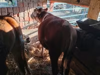 ثور, Simmental cattle — الصورة 6