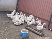 Ducks — Foto 2