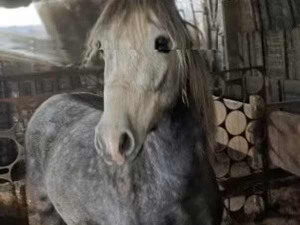 雄馬, 馬