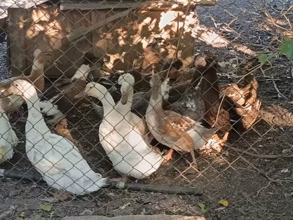 Хохлата