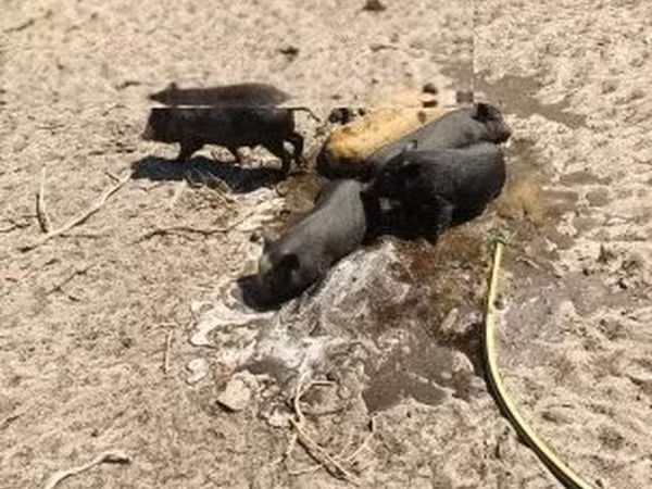 公猪, 